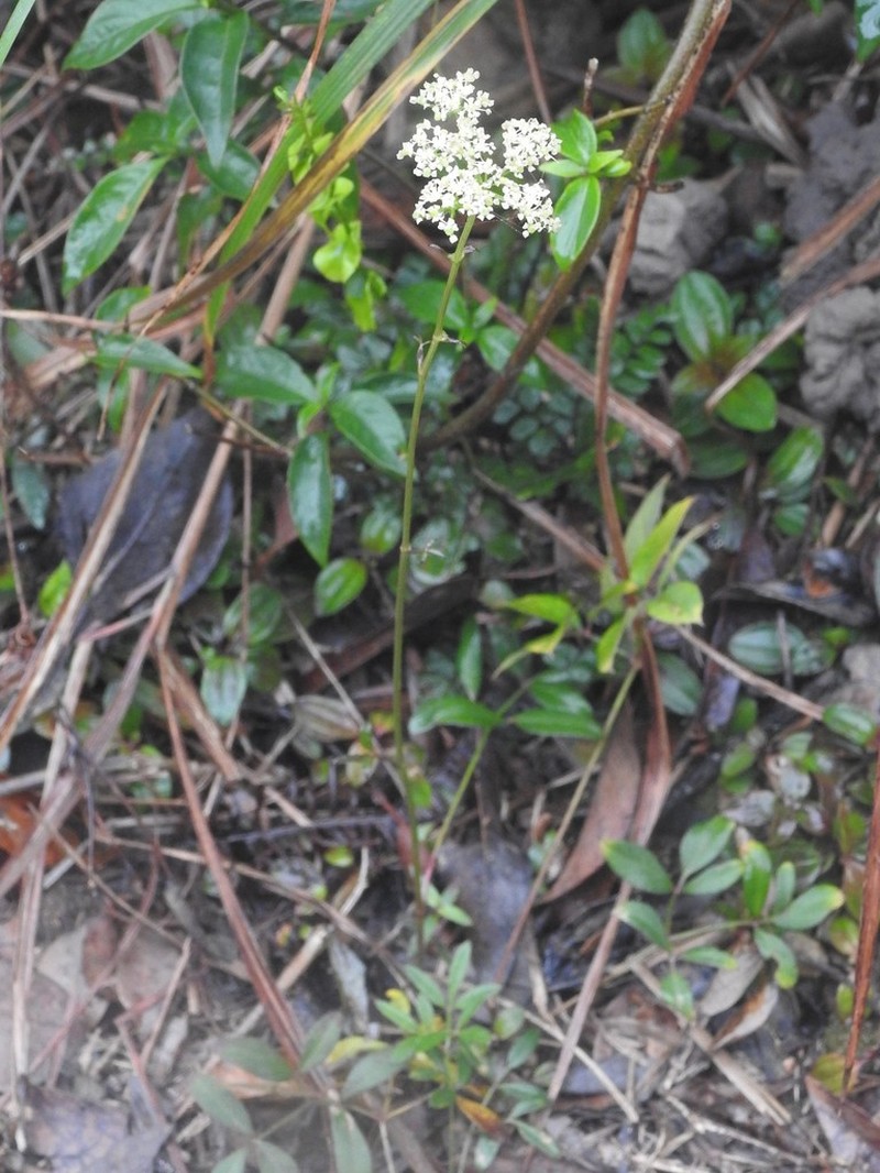 Ostericum citriodorum photo 4