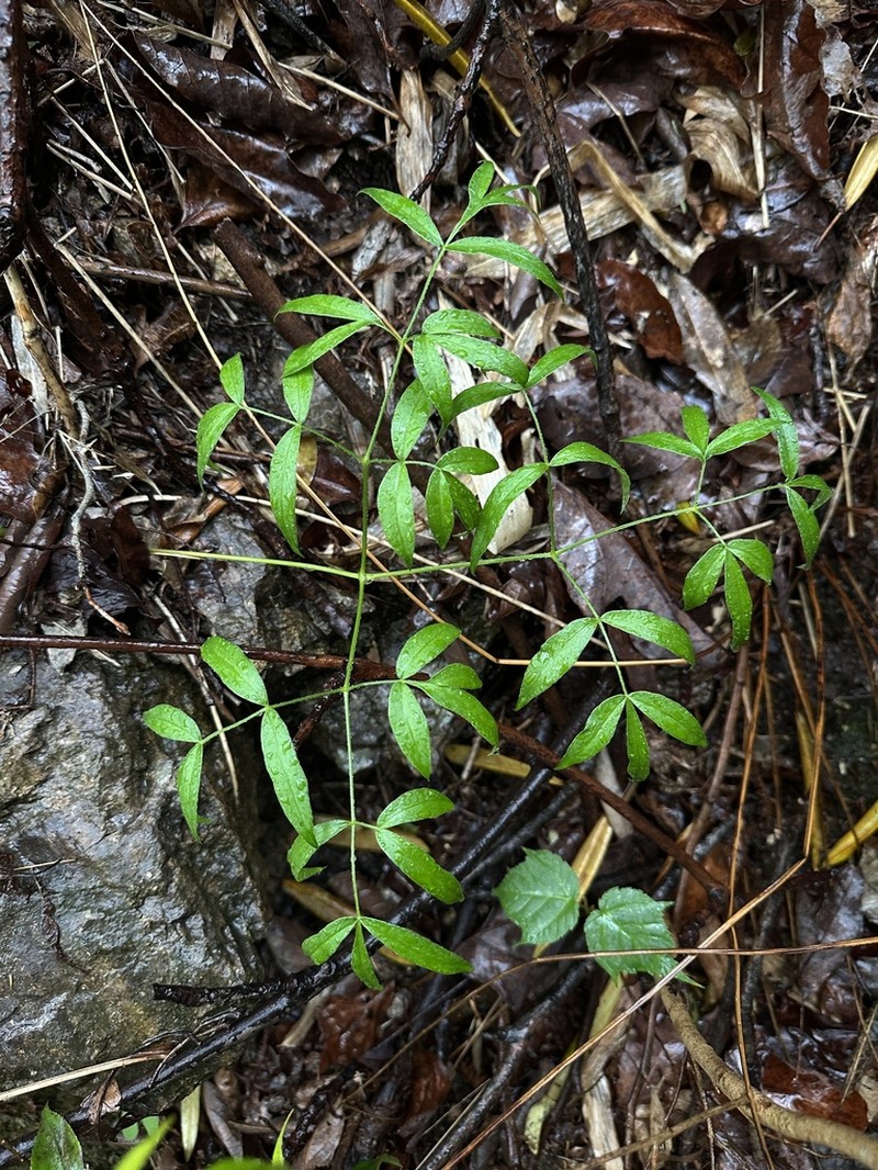 Ostericum citriodorum photo 5