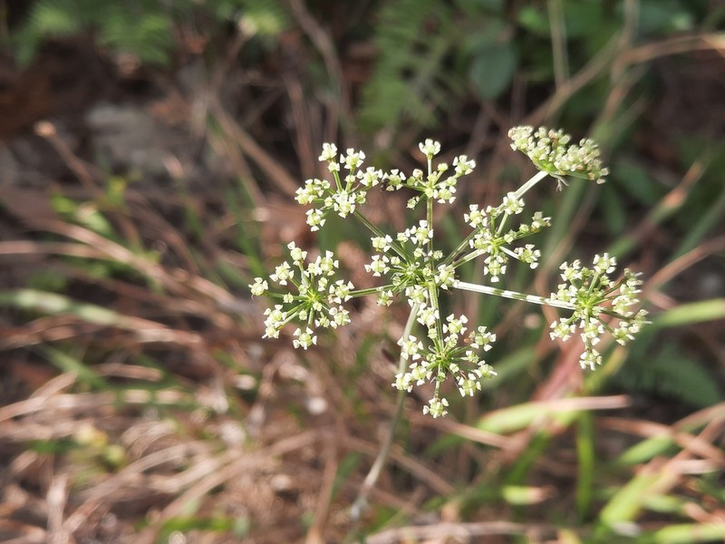 Ostericum citriodorum photo 6