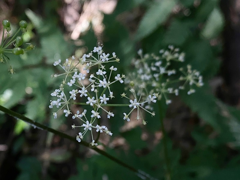 Ostericum citriodorum photo 7