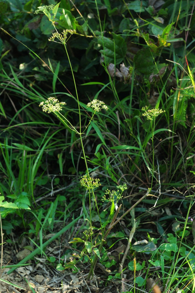 Ostericum citriodorum photo 8