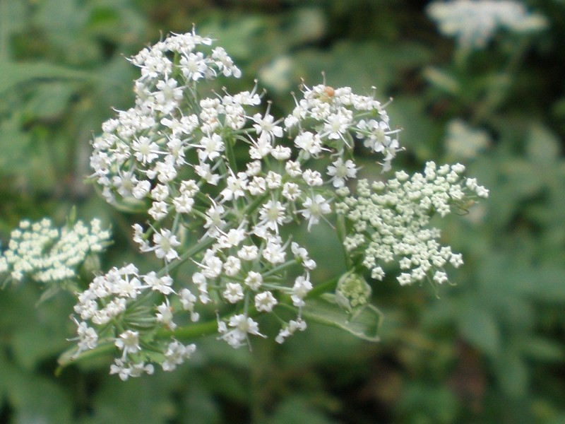 Ostericum grosseserratum