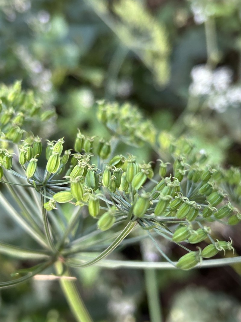Ostericum grosseserratum photo 2