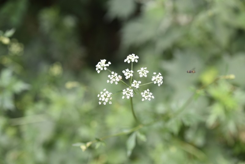 Ostericum grosseserratum photo 3