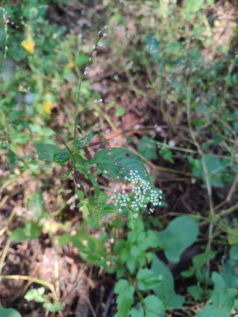 Ostericum grosseserratum photo 4