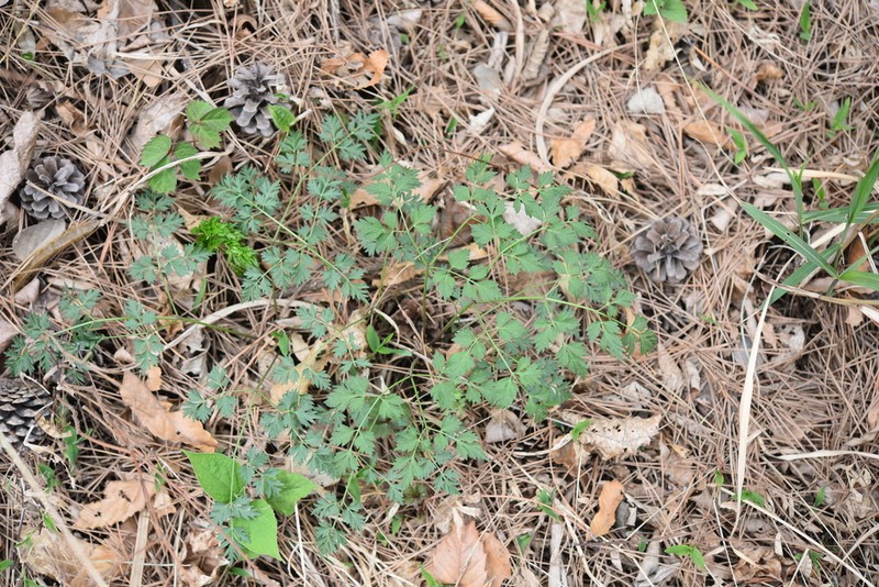 Ostericum grosseserratum photo 5