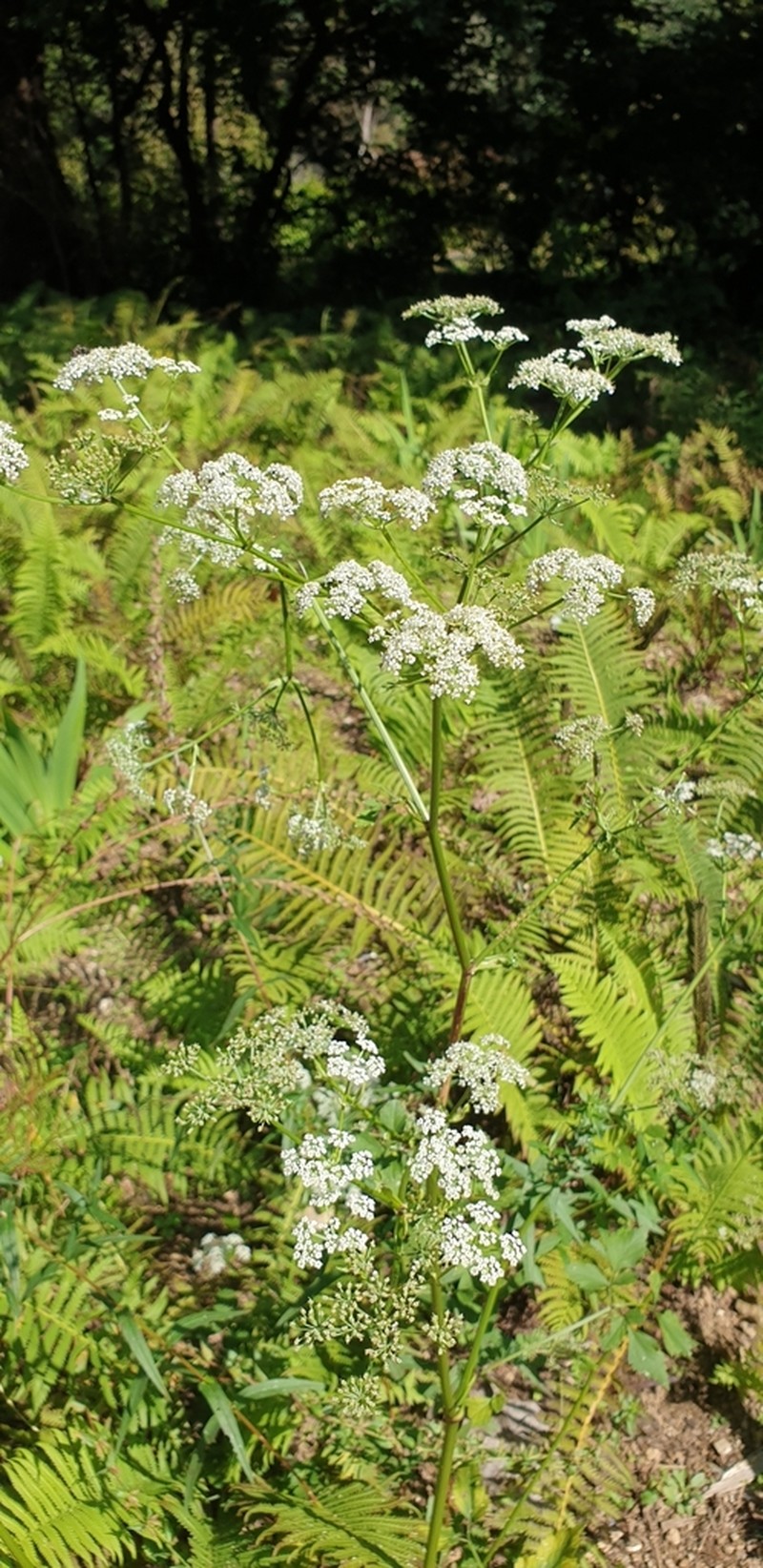 Ostericum grosseserratum photo 6