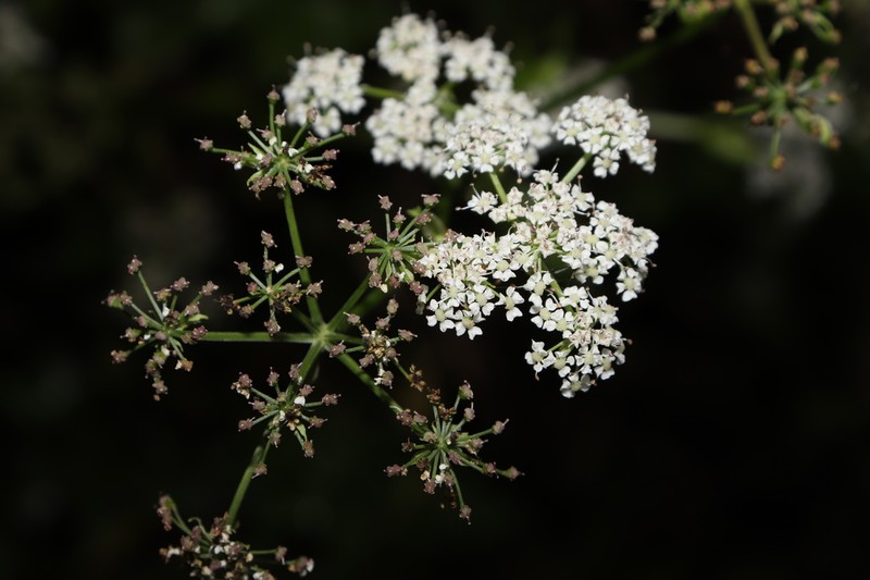 Ostericum grosseserratum photo 7