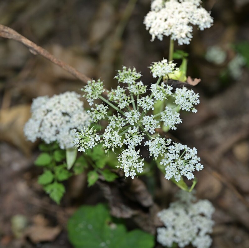 Ostericum grosseserratum photo 8