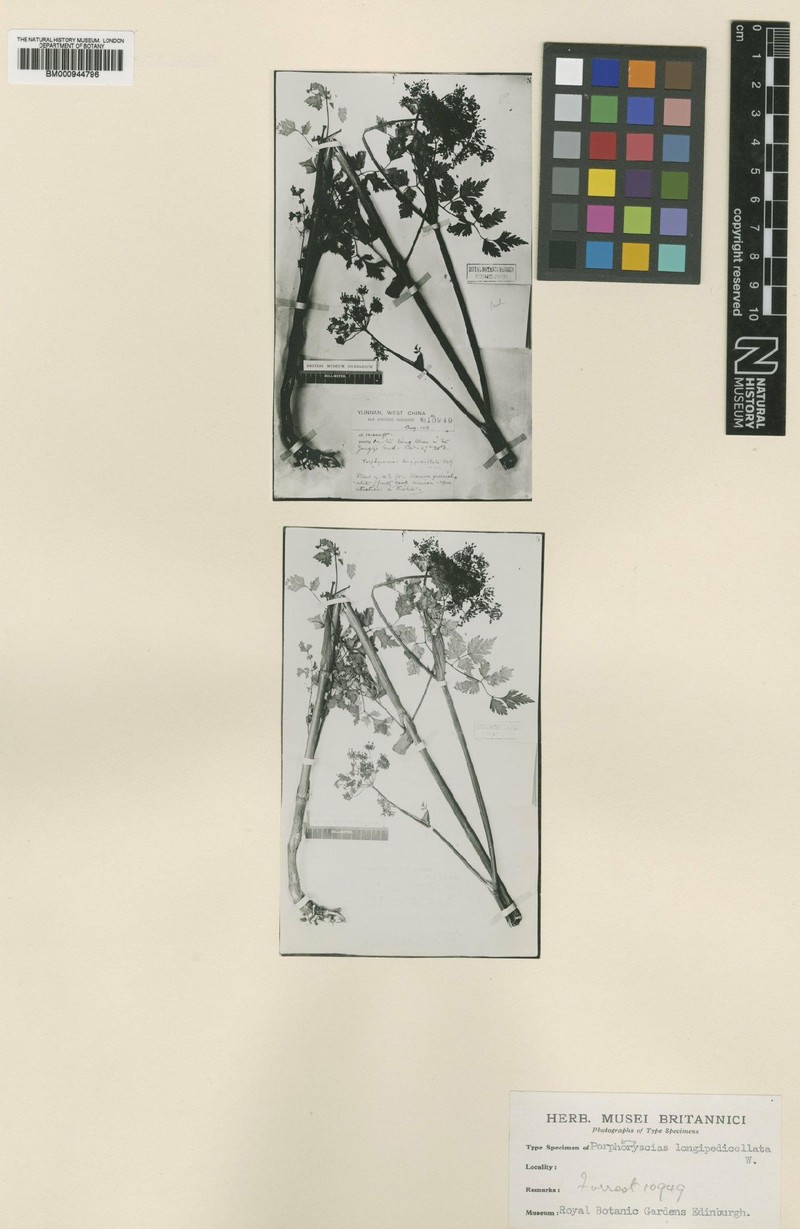 Ostericum longipedicellatum