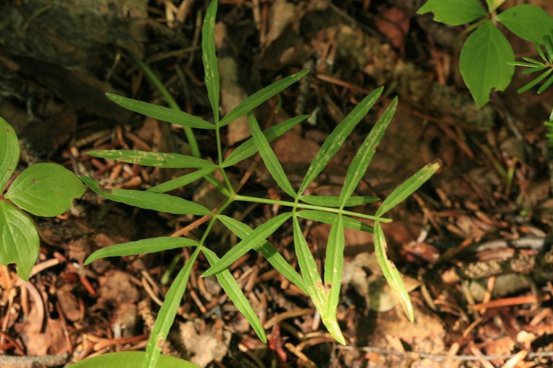 Ostericum maximowiczii