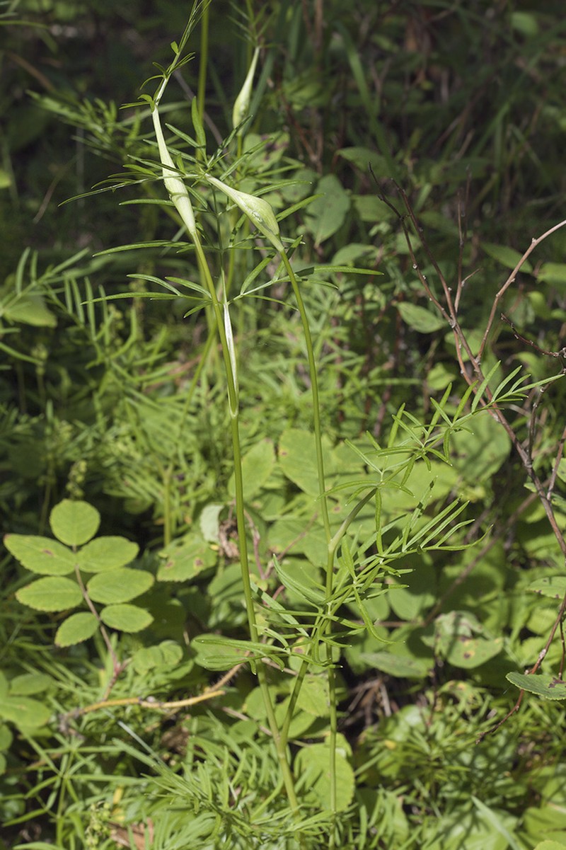 Ostericum maximowiczii photo 3