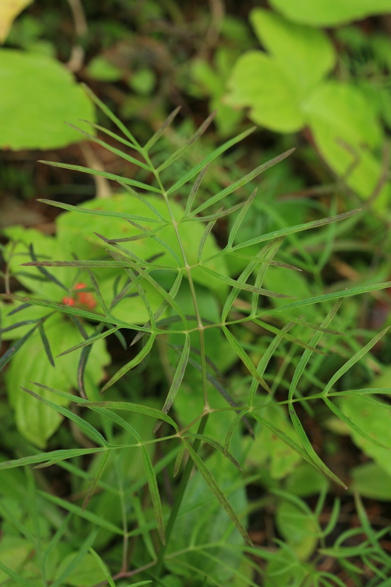 Ostericum maximowiczii photo 4