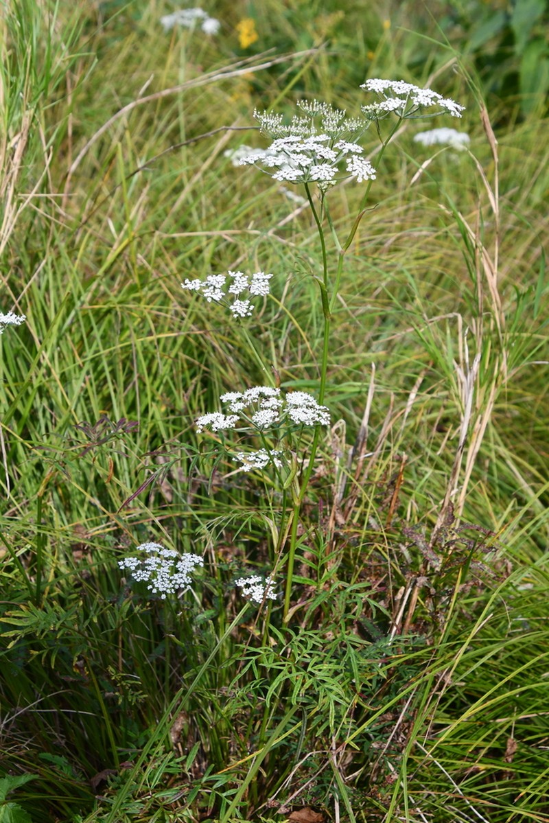 Ostericum maximowiczii photo 5