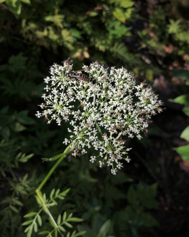 Ostericum maximowiczii photo 6