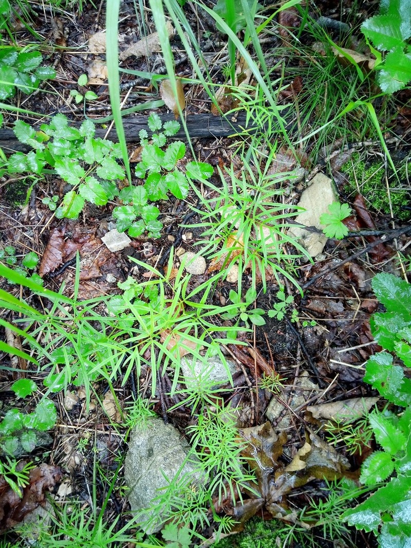 Ostericum maximowiczii photo 7