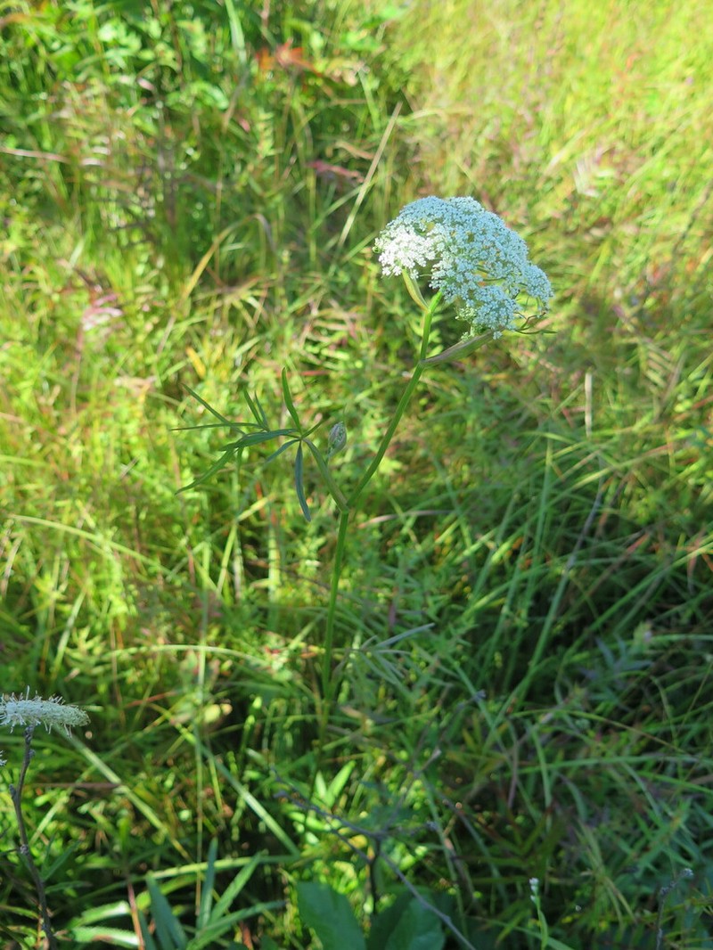 Ostericum maximowiczii photo 8