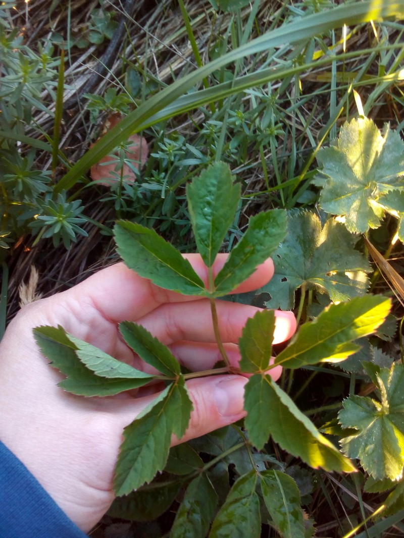 Ostericum palustre photo 2
