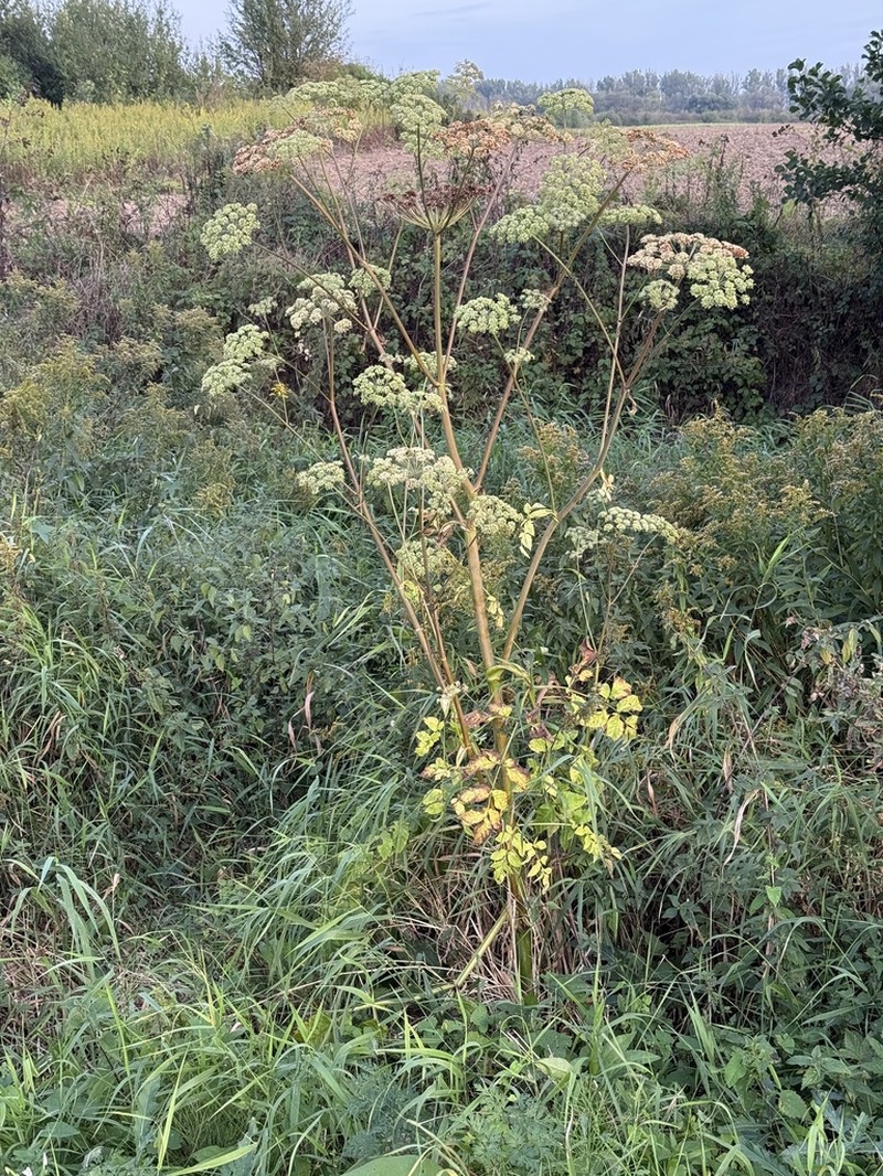 Ostericum palustre photo 3
