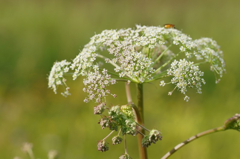 Ostericum palustre photo 4