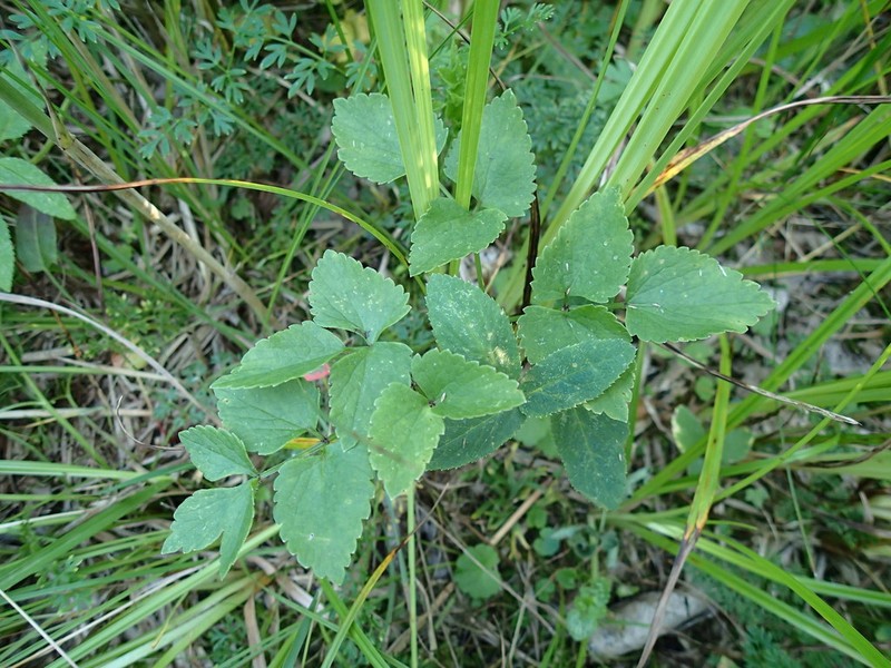Ostericum palustre photo 5