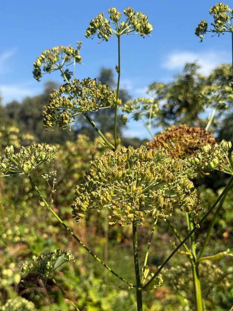 Ostericum palustre photo 6