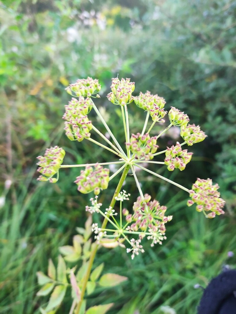 Ostericum palustre photo 7