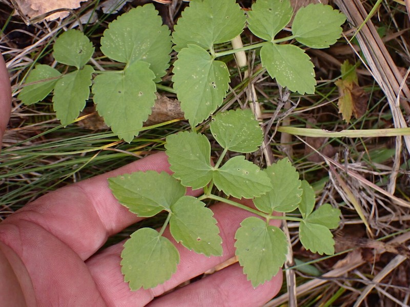 Ostericum palustre photo 8
