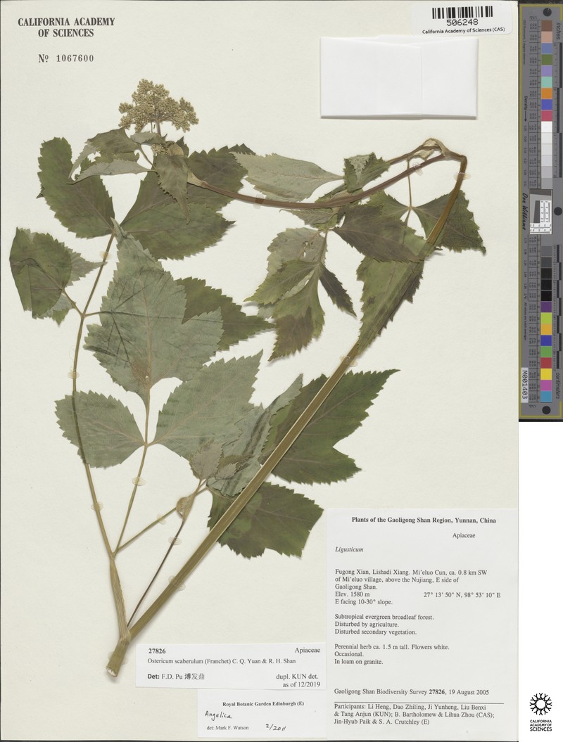 Ostericum scaberulum