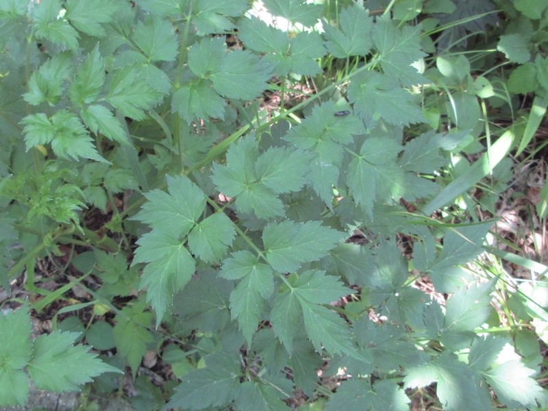 Ostericum sieboldii