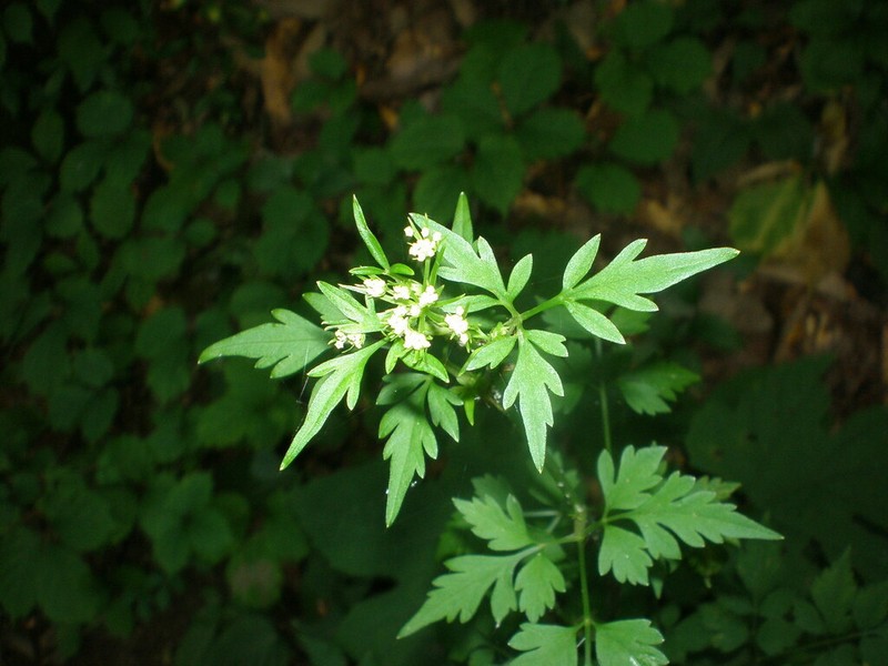 Ostericum sieboldii photo 2