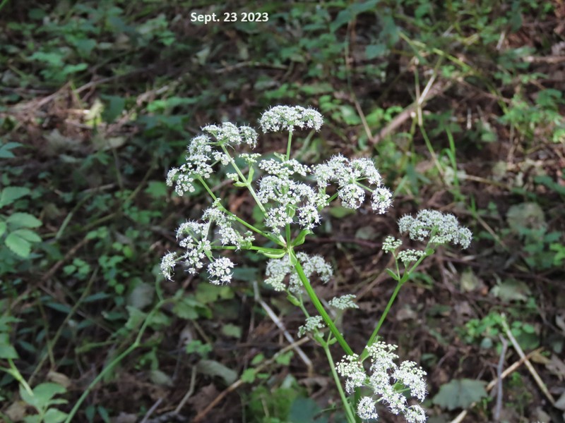 Ostericum sieboldii photo 3