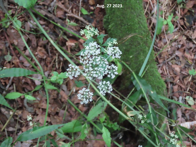 Ostericum sieboldii photo 4