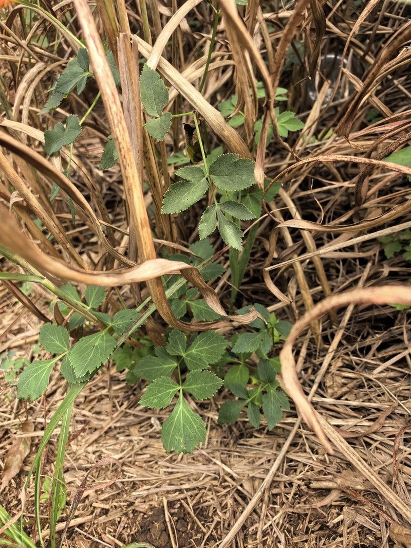 Ostericum sieboldii photo 5