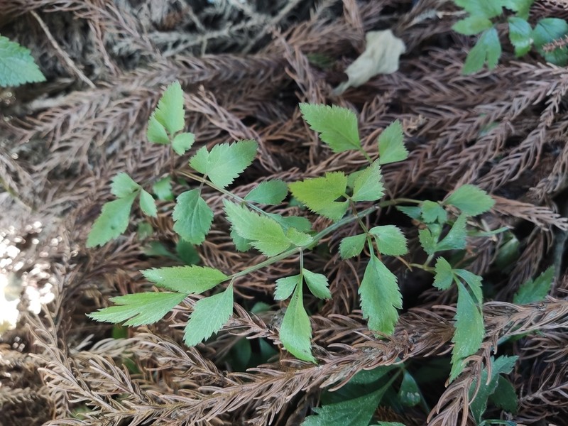 Ostericum sieboldii photo 6