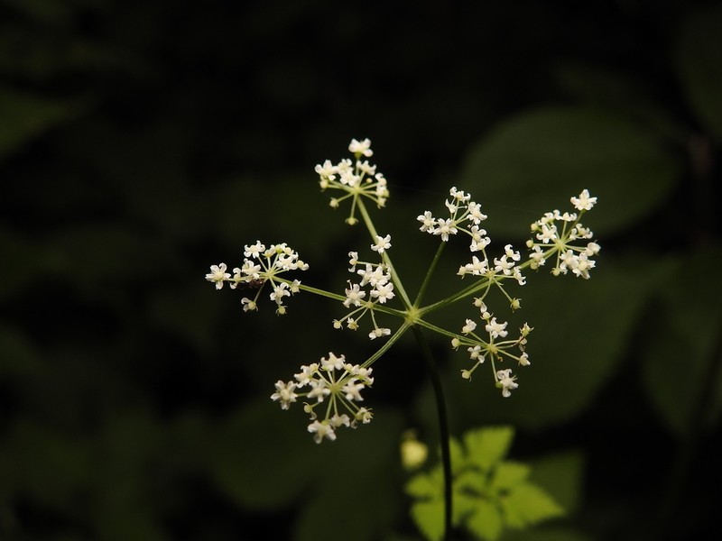 Ostericum sieboldii photo 7