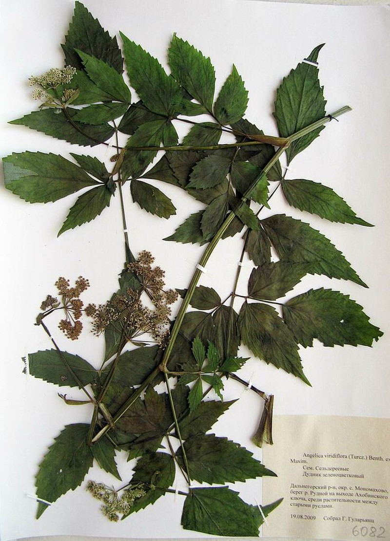Ostericum sieboldii photo 8