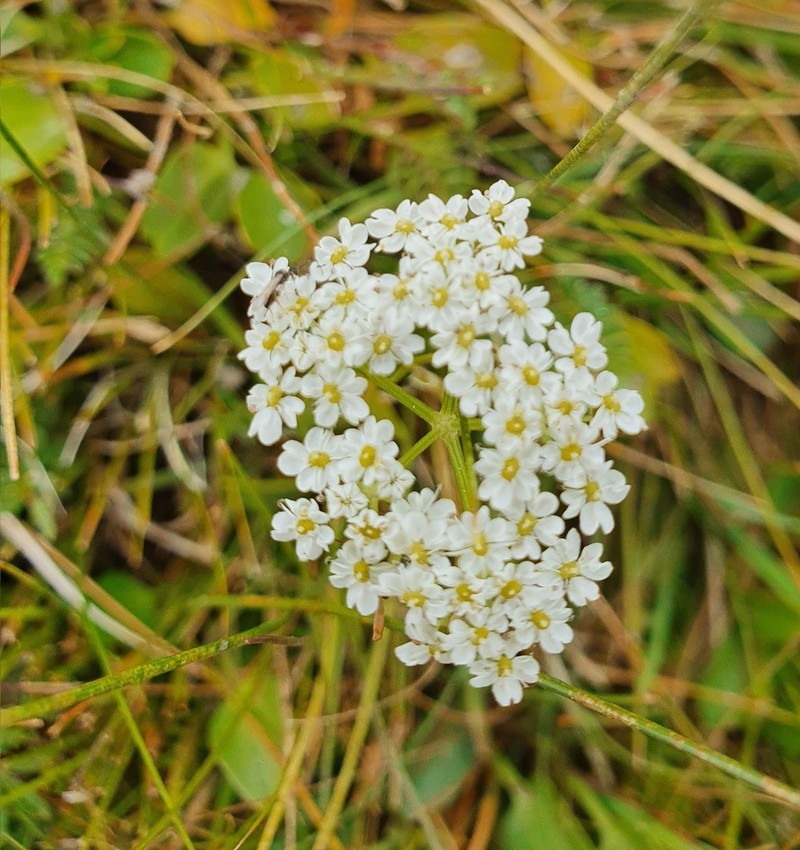 Ostericum tenuifolium