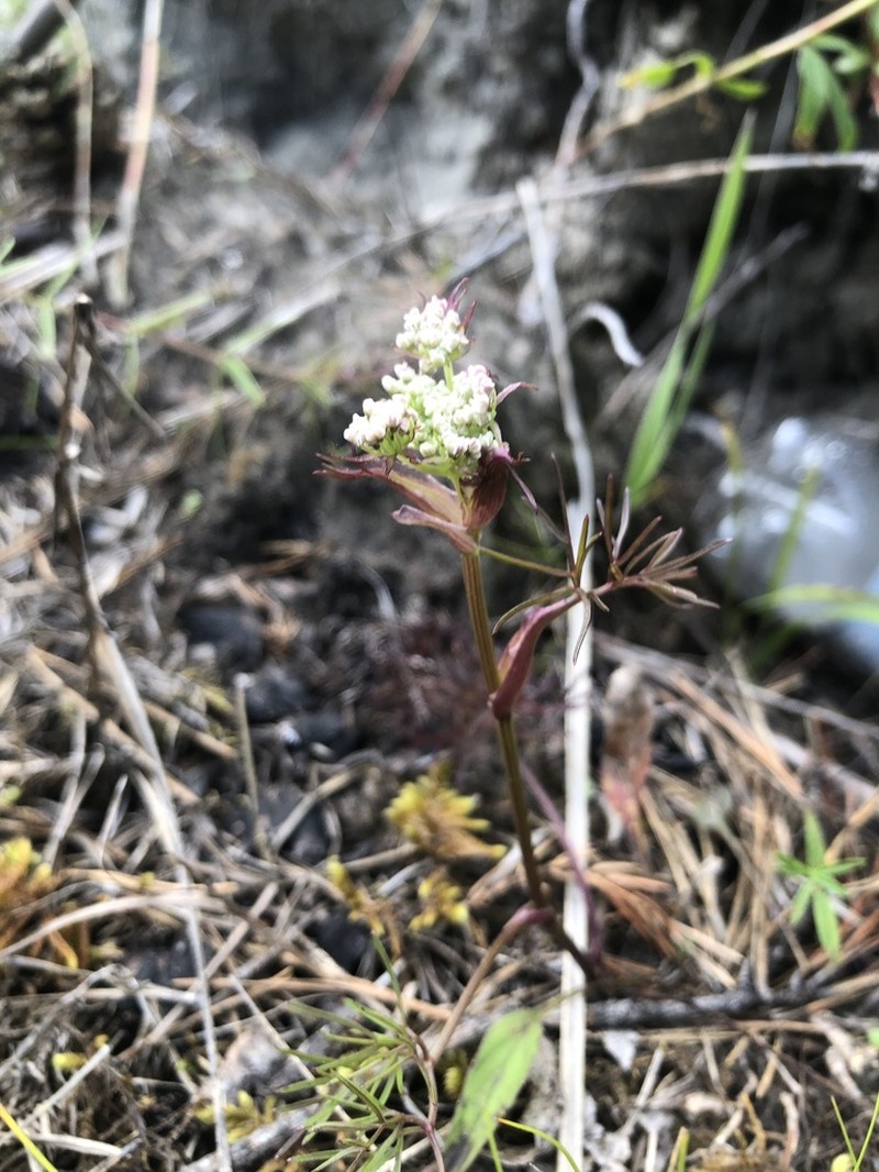 Ostericum tenuifolium photo 2