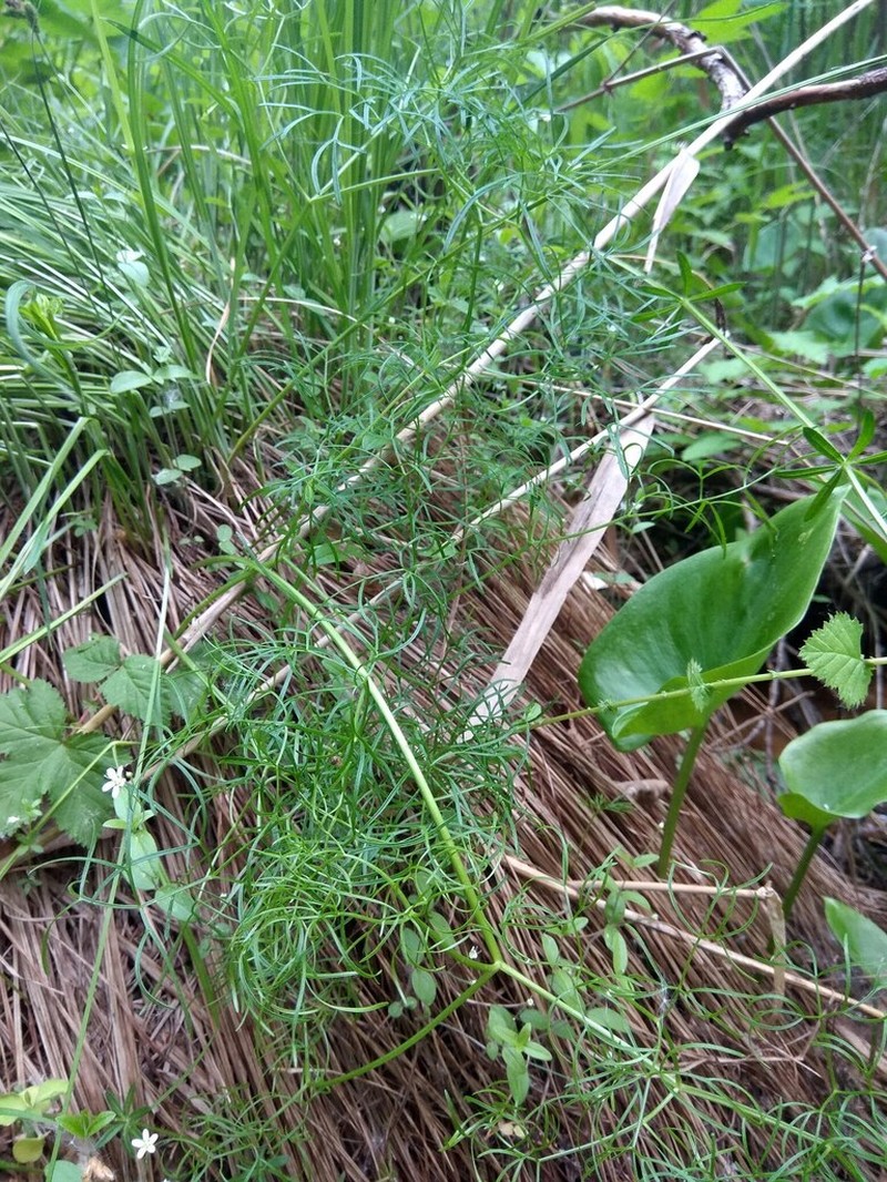 Ostericum tenuifolium photo 3