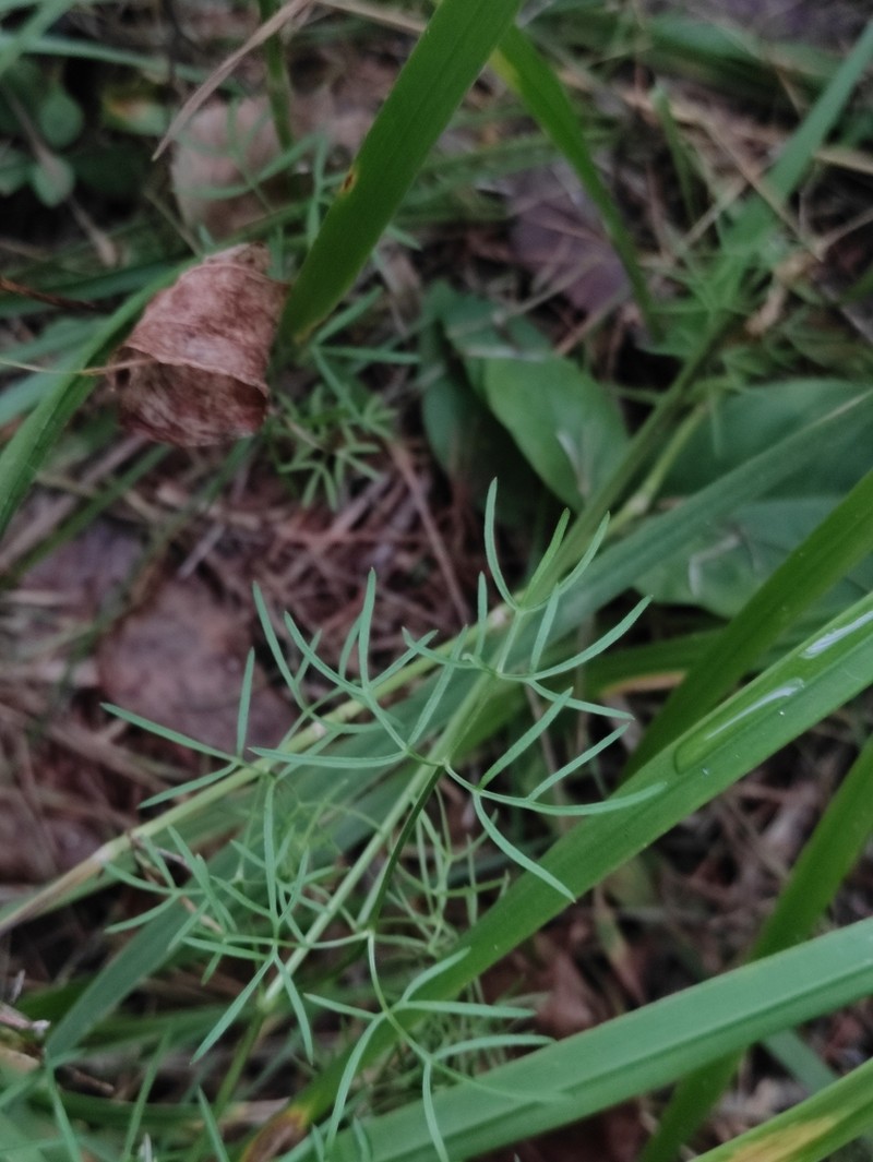 Ostericum tenuifolium photo 4