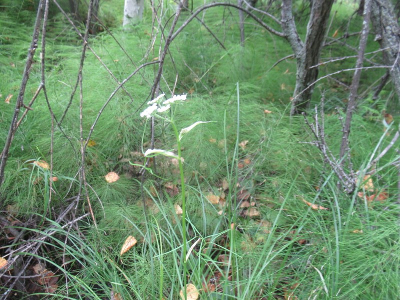 Ostericum tenuifolium photo 5