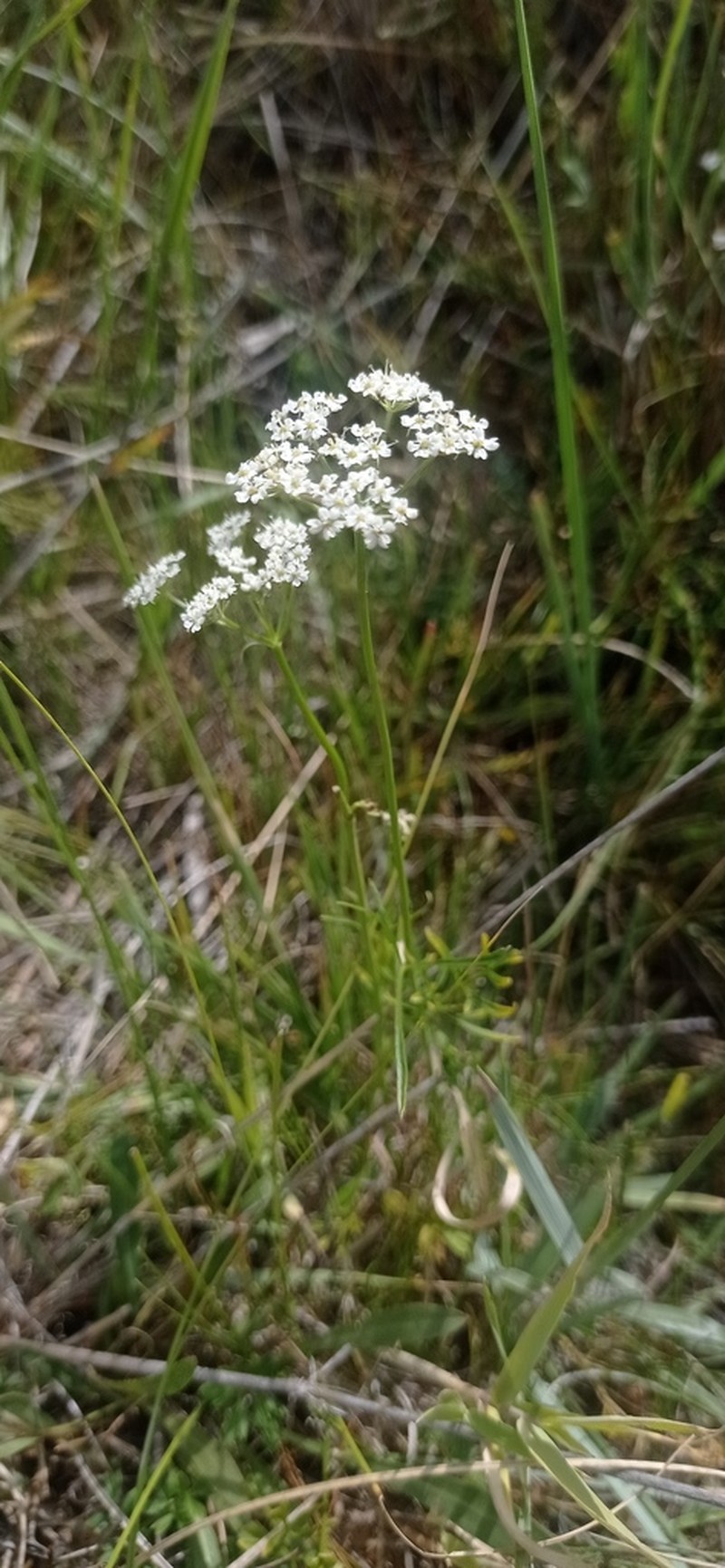Ostericum tenuifolium photo 6