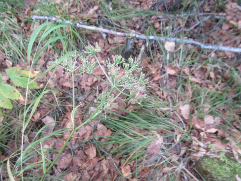 Ostericum tenuifolium photo 7