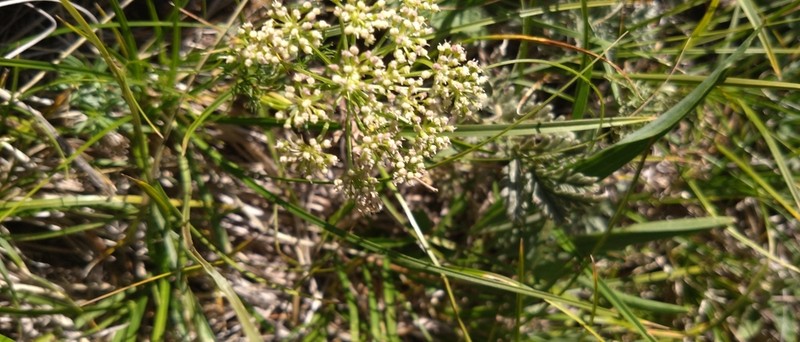 Ostericum tenuifolium photo 8