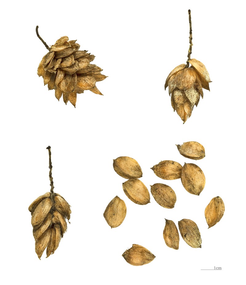 Ostrya carpinifolia photo 2