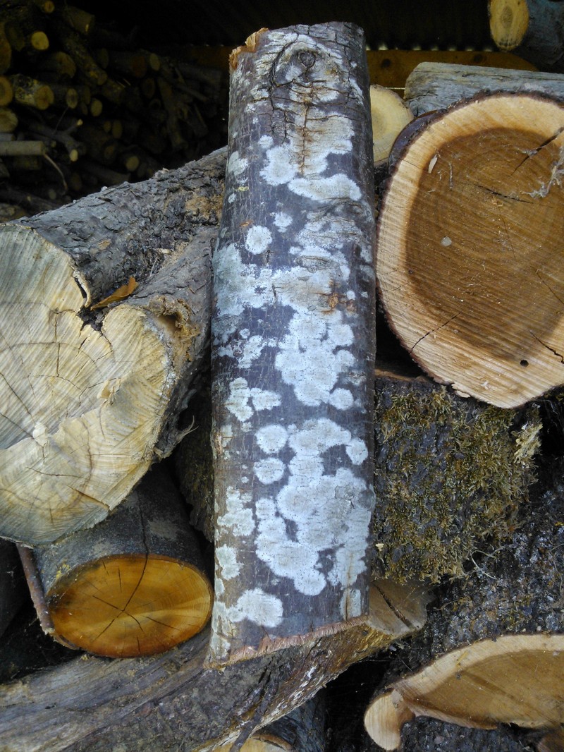 Ostrya carpinifolia photo 3