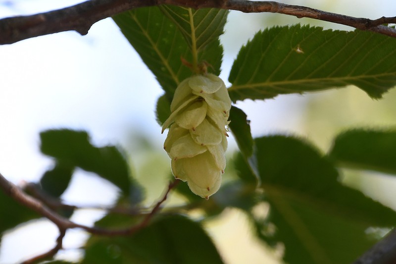 Ostrya carpinifolia photo 4