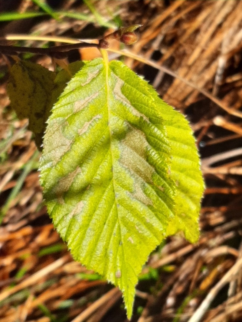 Ostrya carpinifolia photo 5