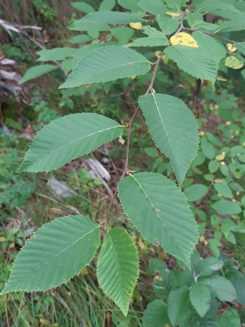 Ostrya carpinifolia photo 6